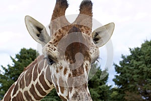 Reticulated Giraffe 846704