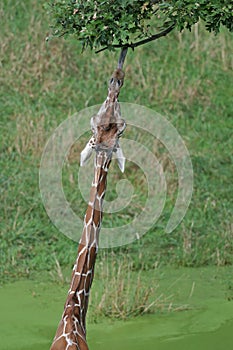 Reticulated Giraffe