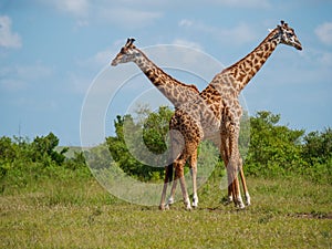 Reticulated giraffe couple in a Kenya