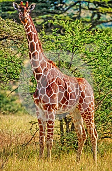 Reticulated giraffe,digital painting