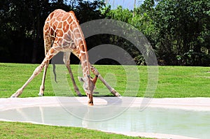 Reticulated giraffe drinking