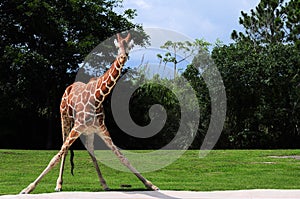 Reticulated giraffe drinking position