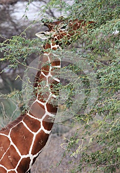 Reticulated giraffe eating leaves