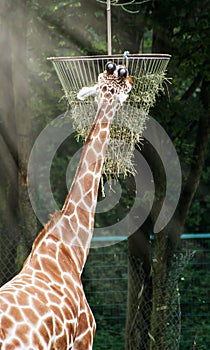 The reticulated giraffe feeding hay