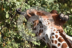 Reticulated giraffe Giraffa camelopardalis reticulata