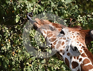 Reticulated giraffe - Giraffa camelopardalis reticulata