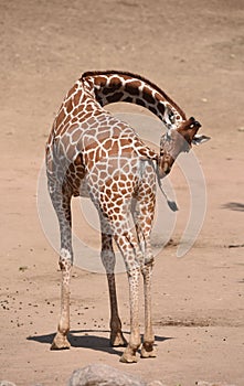 Reticulated giraffe Giraffa camelopardalis reticulata