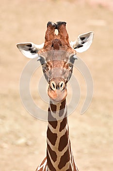 Reticulated giraffe Giraffa camelopardalis reticulata