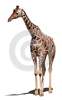 Reticulated giraffe Giraffa camelopardalis reticulata