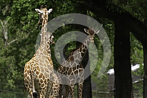 Reticulated giraffe Giraffa camelopardalis reticulata