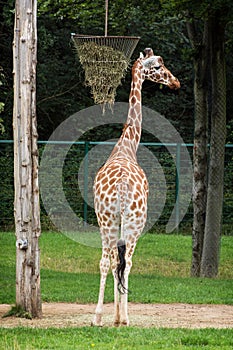 The reticulated giraffe (Giraffa camelopardalis reticulata)