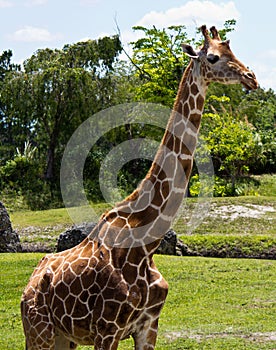 Reticulated Giraffe - Giraffa camelopardalis reticulata