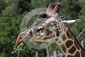 Reticulated giraffe (Giraffa camelopardalis reticulata).