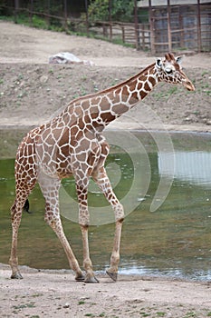 Reticulated giraffe Giraffa camelopardalis reticulata.