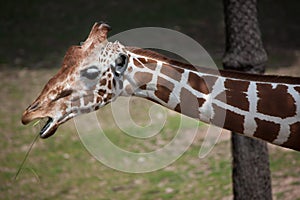 Reticulated giraffe Giraffa camelopardalis reticulata.