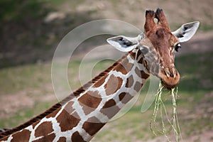 Reticulated giraffe Giraffa camelopardalis reticulata.