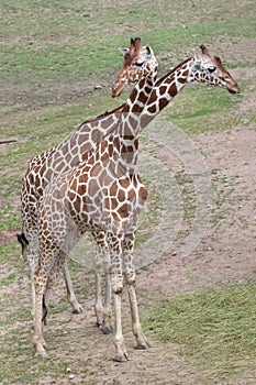 Reticulated giraffe Giraffa camelopardalis reticulata.