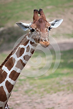 Reticulated giraffe Giraffa camelopardalis reticulata.