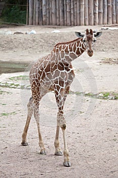 Reticulated giraffe Giraffa camelopardalis reticulata.