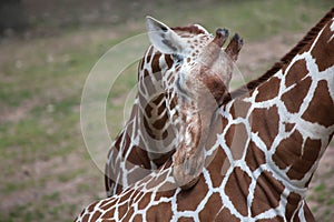 Reticulated giraffe Giraffa camelopardalis reticulata.