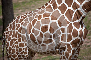 Reticulated giraffe Giraffa camelopardalis reticulata.