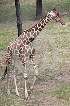 Reticulated giraffe Giraffa camelopardalis reticulata.