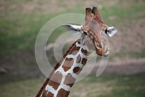 Reticulated giraffe Giraffa camelopardalis reticulata.