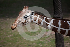 Reticulated giraffe Giraffa camelopardalis reticulata.