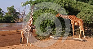 Reticulated Giraffe, giraffa camelopardalis reticulata, Adults eating Leaves, Samburu park in Kenya,