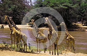 Reticulated Giraffe, giraffa camelopardalis reticulata, Adults near River, Samburu Park in Kenya