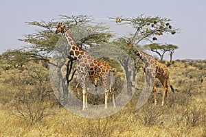 Reticulated Giraffe, giraffa camelopardalis reticulata, Adults in Savannah, Samburu Park in Kenya