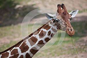 Reticulated giraffe Giraffa camelopardalis reticulata.