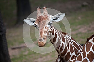 Reticulated giraffe Giraffa camelopardalis reticulata.