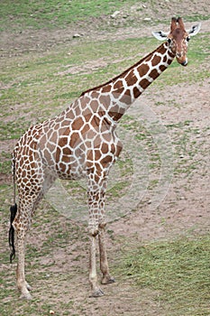 Reticulated giraffe Giraffa camelopardalis reticulata. photo