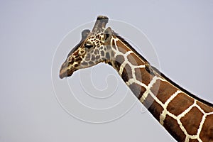 Reticulated Giraffe, giraffa camelopardalis reticulata with Bird on its Neck, Red-Billed Oxpecker, buphagus erythrorhynchus,