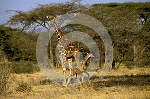 RETICULATED GIRAFFE giraffa camelopardalis reticulata, FEMALE WITH CALF, KENYA