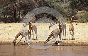 RETICULATED GIRAFFE giraffa camelopardalis reticulata, GROUP DRINKING AT RIVER, KENYA