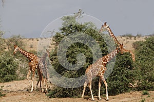 Reticulated Giraffe, giraffa camelopardalis reticulata, Group standing in Bush, Samburu Park in Kenya