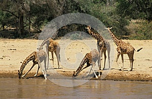 Reticulated Giraffe, giraffa camelopardalis reticulata, Herd driking at River, Samburu Park in Kenya