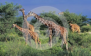 Reticulated Giraffe, giraffa camelopardalis reticulata, Herd in Savannah, Samburu Park in Kenya