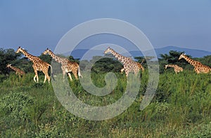 Reticulated Giraffe, giraffa camelopardalis reticulata, Herd in Savannah, Samburu Park in Kenya