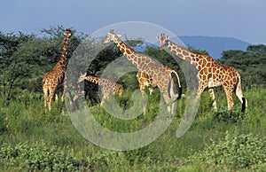 Reticulated Giraffe, giraffa camelopardalis reticulata, Herd in Savannah, Samburu Park in Kenya