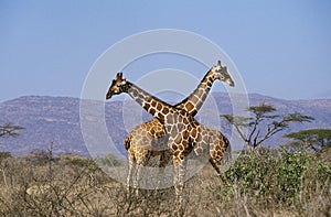 RETICULATED GIRAFFE giraffa camelopardalis reticulata, KENYA