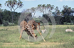 Reticulated Giraffe, giraffa camelopardalis reticulata, Males fighting, Samburu Park in Kenya