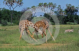 Reticulated Giraffe, giraffa camelopardalis reticulata, Males Fighting, Samburu Park in Kenya