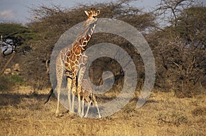 Reticulated Giraffe, giraffa camelopardalis reticulata, Mother and Calf Suckling, Samburu park in Kenya