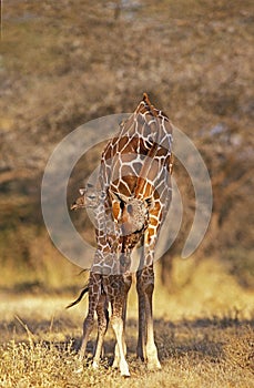 Reticulated Giraffe, giraffa camelopardalis reticulata, Mother licking Calf, Samburu park in Kenya