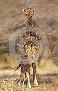 RETICULATED GIRAFFE giraffa camelopardalis reticulata, MOTHER WITH YOUNG, KENYA
