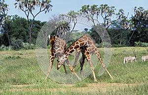 Reticulated Giraffe, giraffa camelopardalis reticulata, Pair fighting, Samburu Park in Kenya