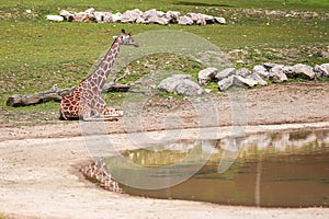 Reticulated giraffe Giraffa camelopardalis reticulata sitting next to small lake at zoo, meadow and rocks background